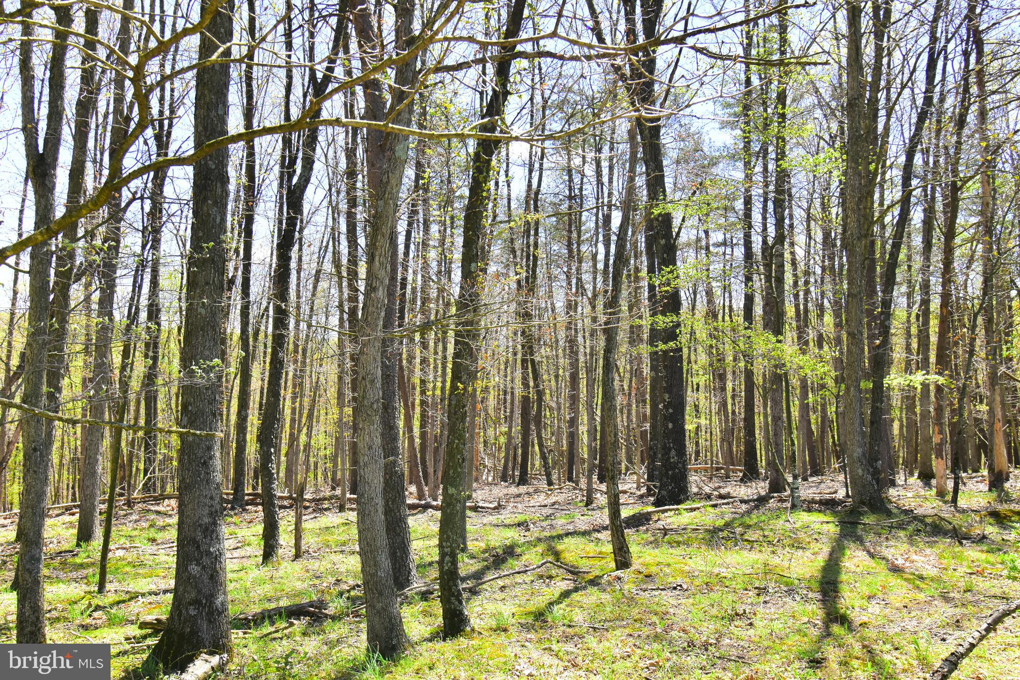 Lot 4 Middle Fork Road Cross Junction, VA 22625 - Photo 3 of 13 View into the woods of lot 4