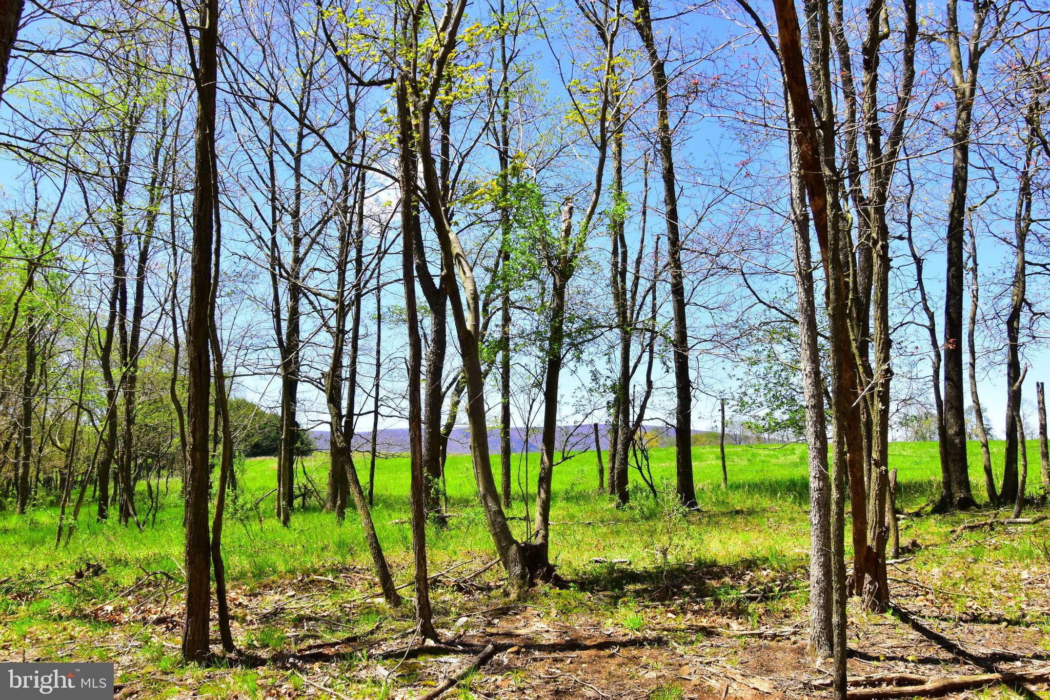 Lot 4 Middle Fork Road Cross Junction, VA 22625 - Photo 4 of 13 View out of the woods on lot 4
