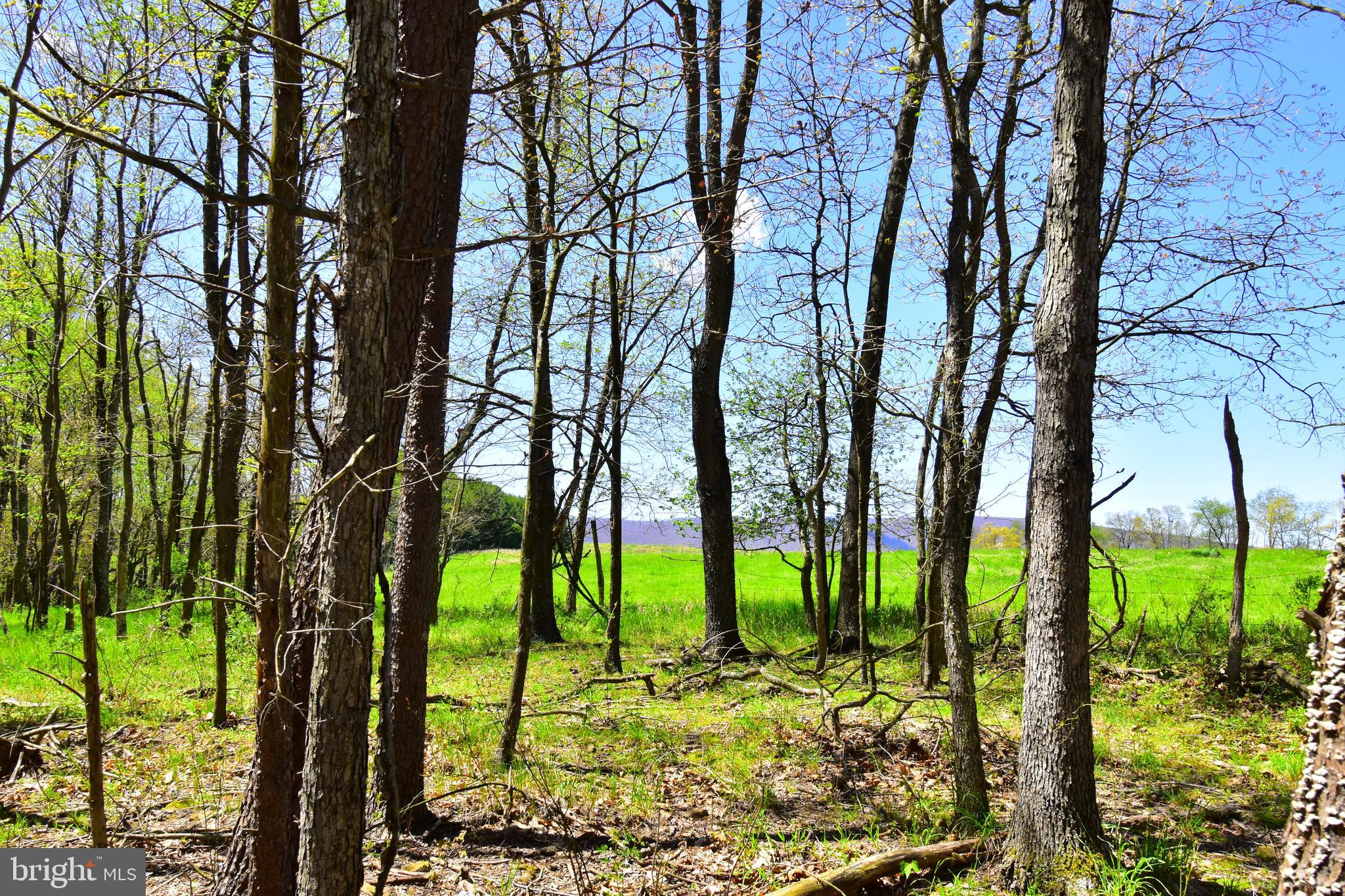 Lot 4 Middle Fork Road Cross Junction, VA 22625 - Photo 7 of 13 Perfect mixture of woods and cleared fields