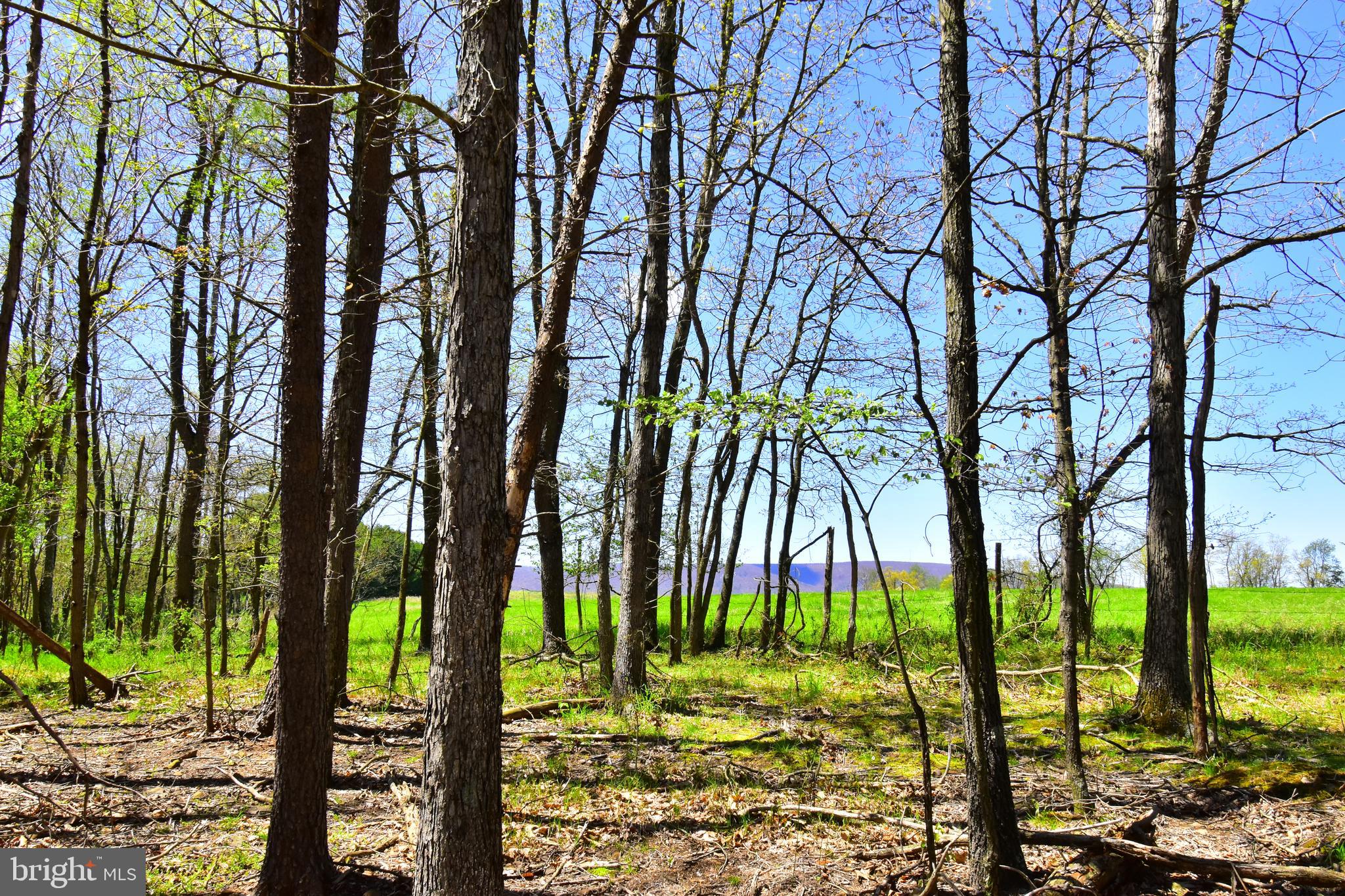 Lot 4 Middle Fork Road Cross Junction, VA 22625 - Photo 9 of 13 Lovely level building sites.