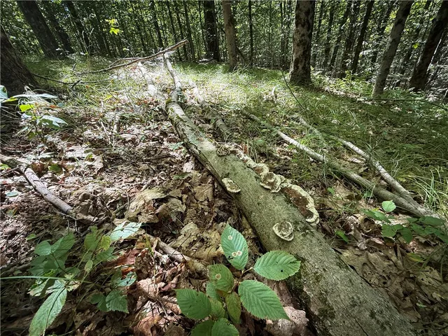 $119,900 | 0 Cornell Hollow Road, Apalachin, NY 13732