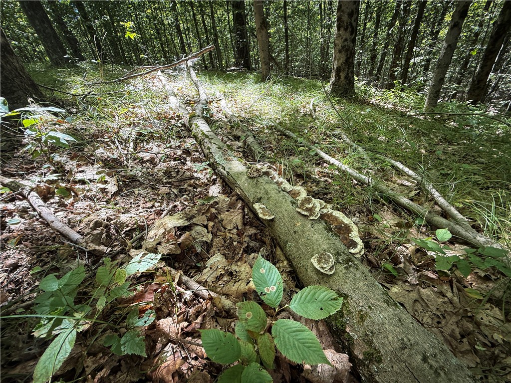 0 Cornell Hollow Road Apalachin, NY 13732 - Photo 14 of 30