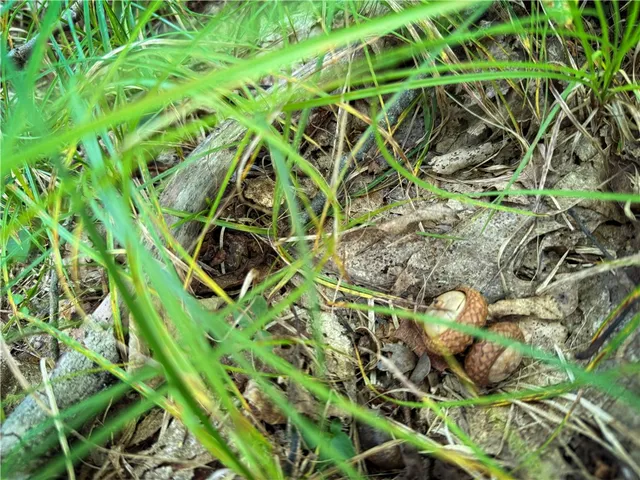 $119,900 | 0 Cornell Hollow Road, Apalachin, NY 13732