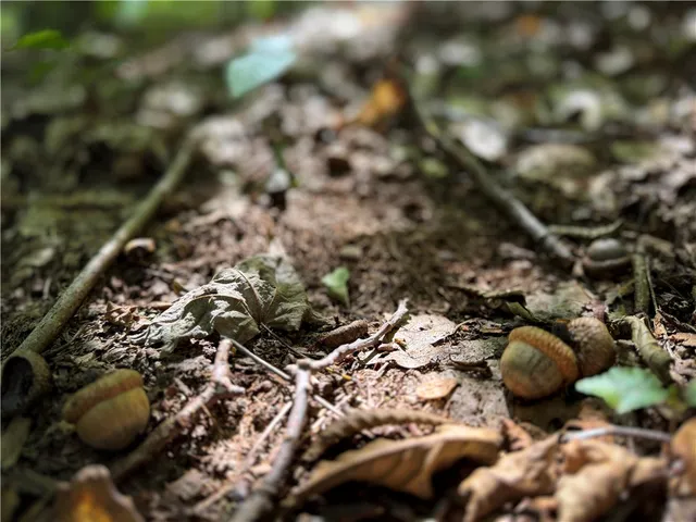 $119,900 | 0 Cornell Hollow Road, Apalachin, NY 13732