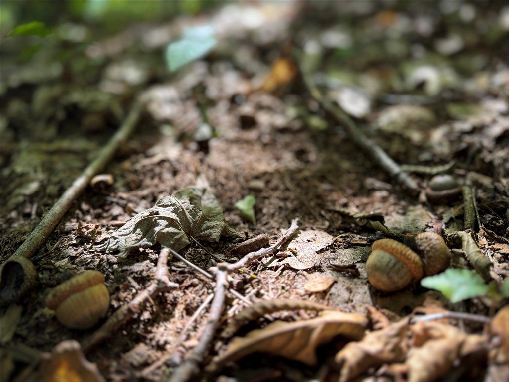 0 Cornell Hollow Road Apalachin, NY 13732 - Photo 17 of 30