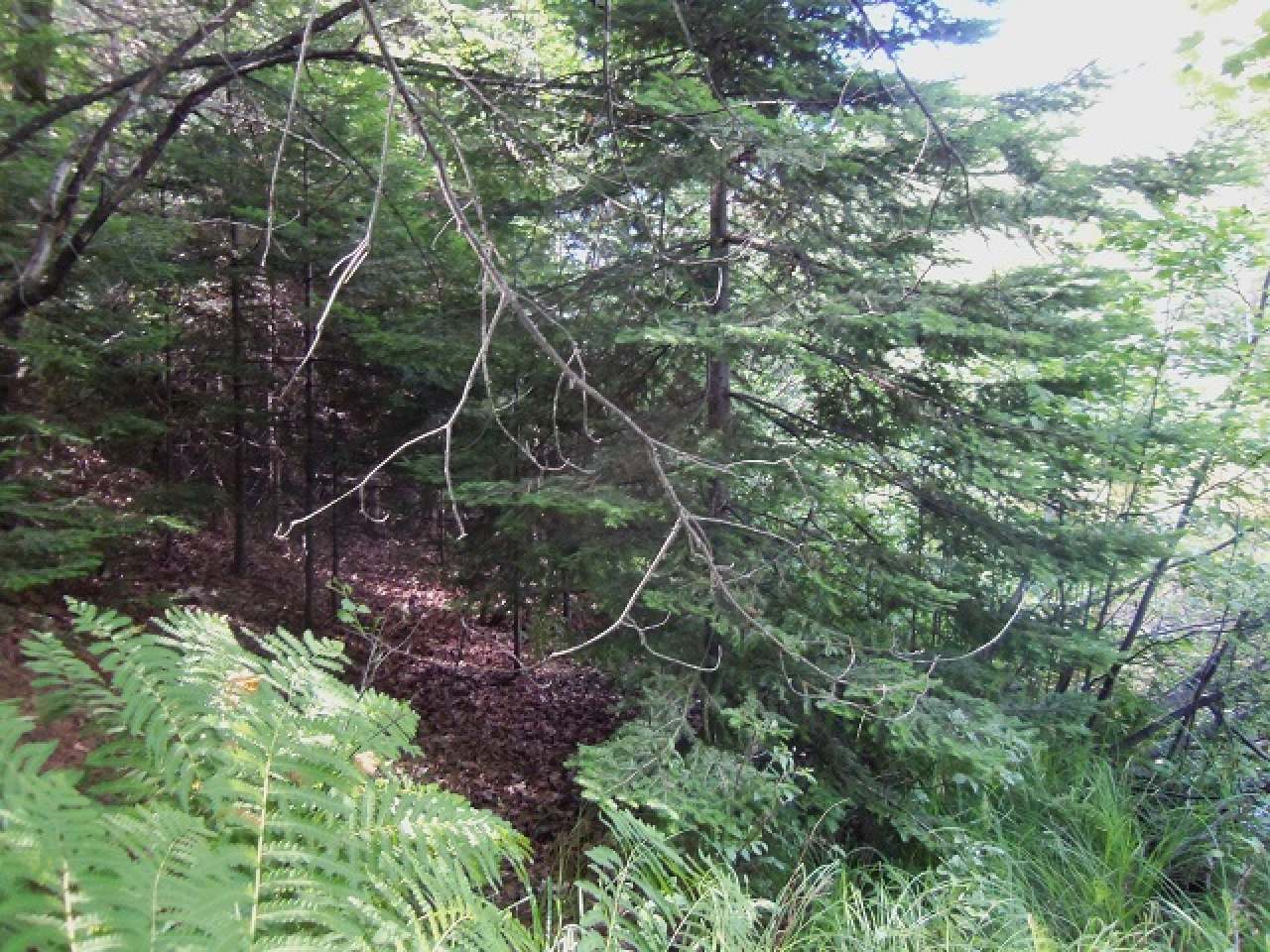 Lot 3 Allyn Road Mercer, WI 54547 - Photo 12 of 21 Gallery Image 12