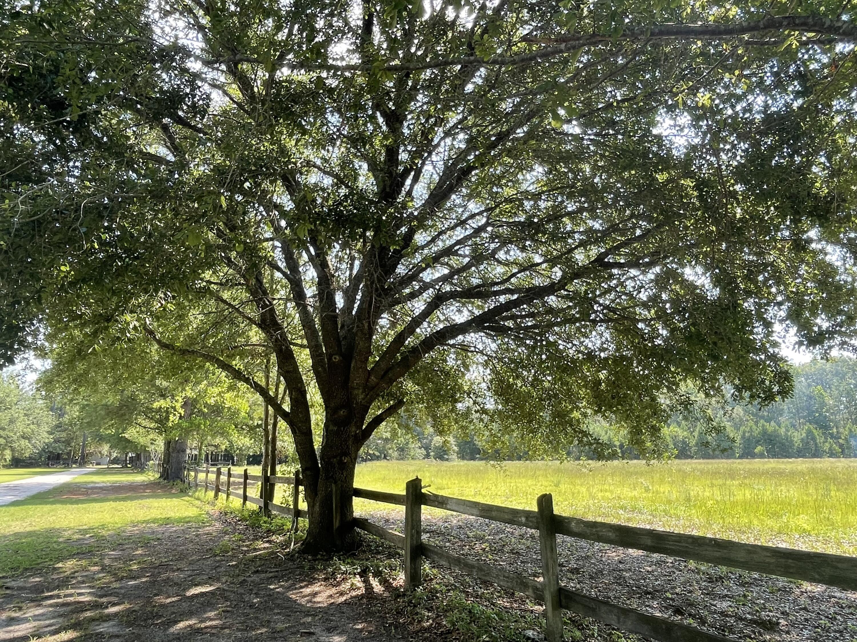 515 Cook's Hill Road Walterboro, SC 29488 - Photo 15 of 85 515 Cooks Hill Road