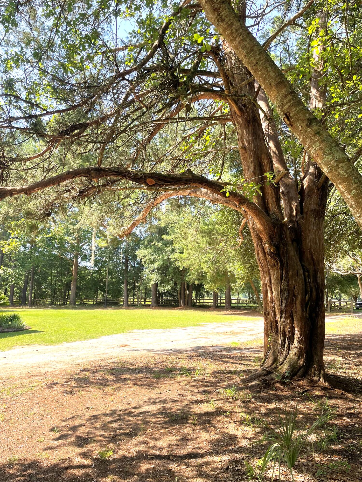 515 Cook's Hill Road Walterboro, SC 29488 - Photo 82 of 85 515 Cooks Hill Road