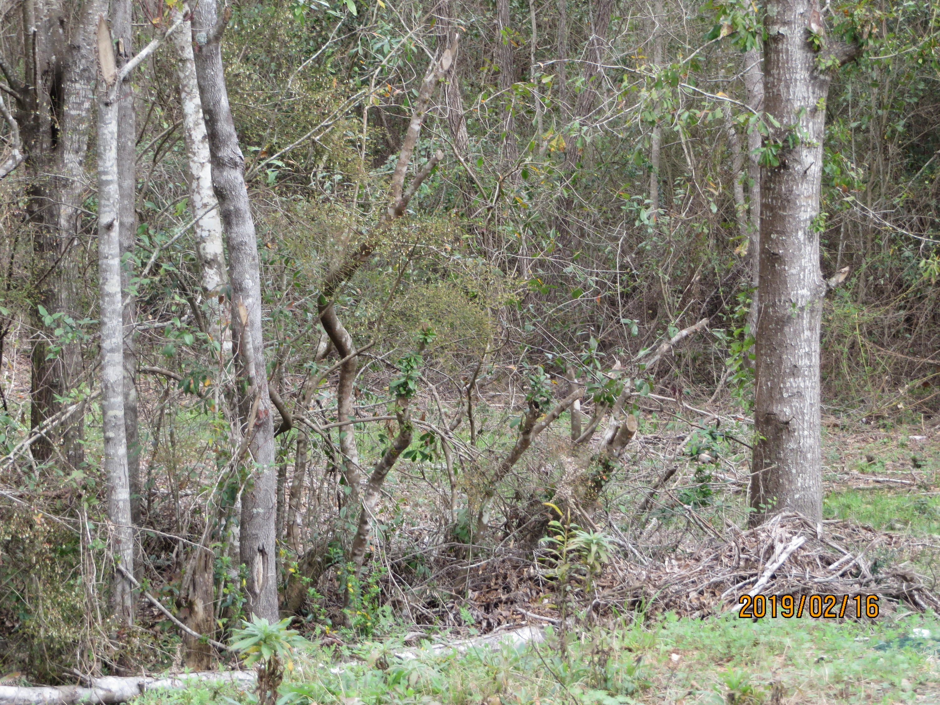 7030 Kiln-Picayune Road Kiln, MS 39556 - Photo 2 of 4 wisteria pictures (10)