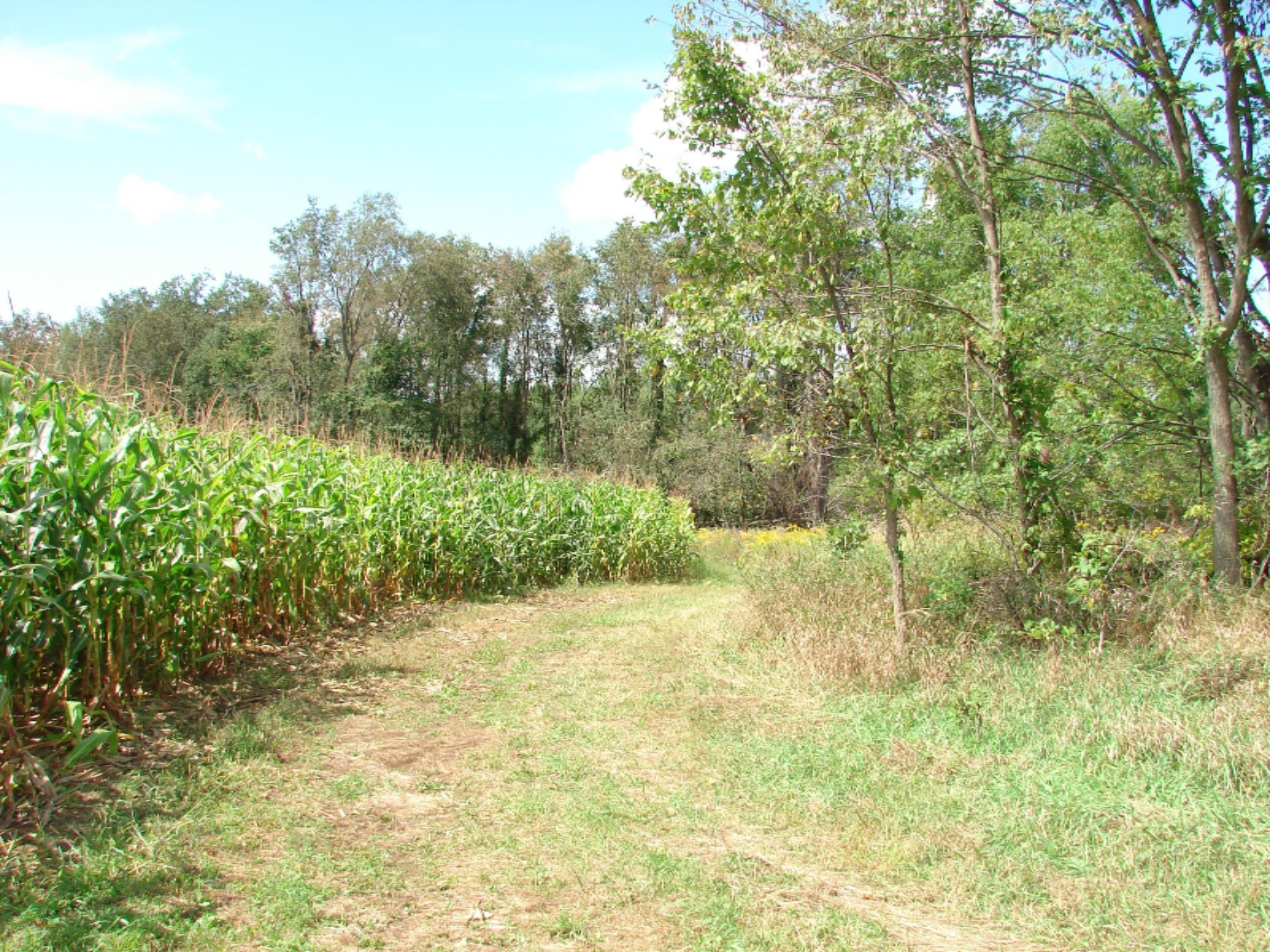 4991 Hicks Road Albion, MI 49224 - Photo 11 of 23 DSC07814