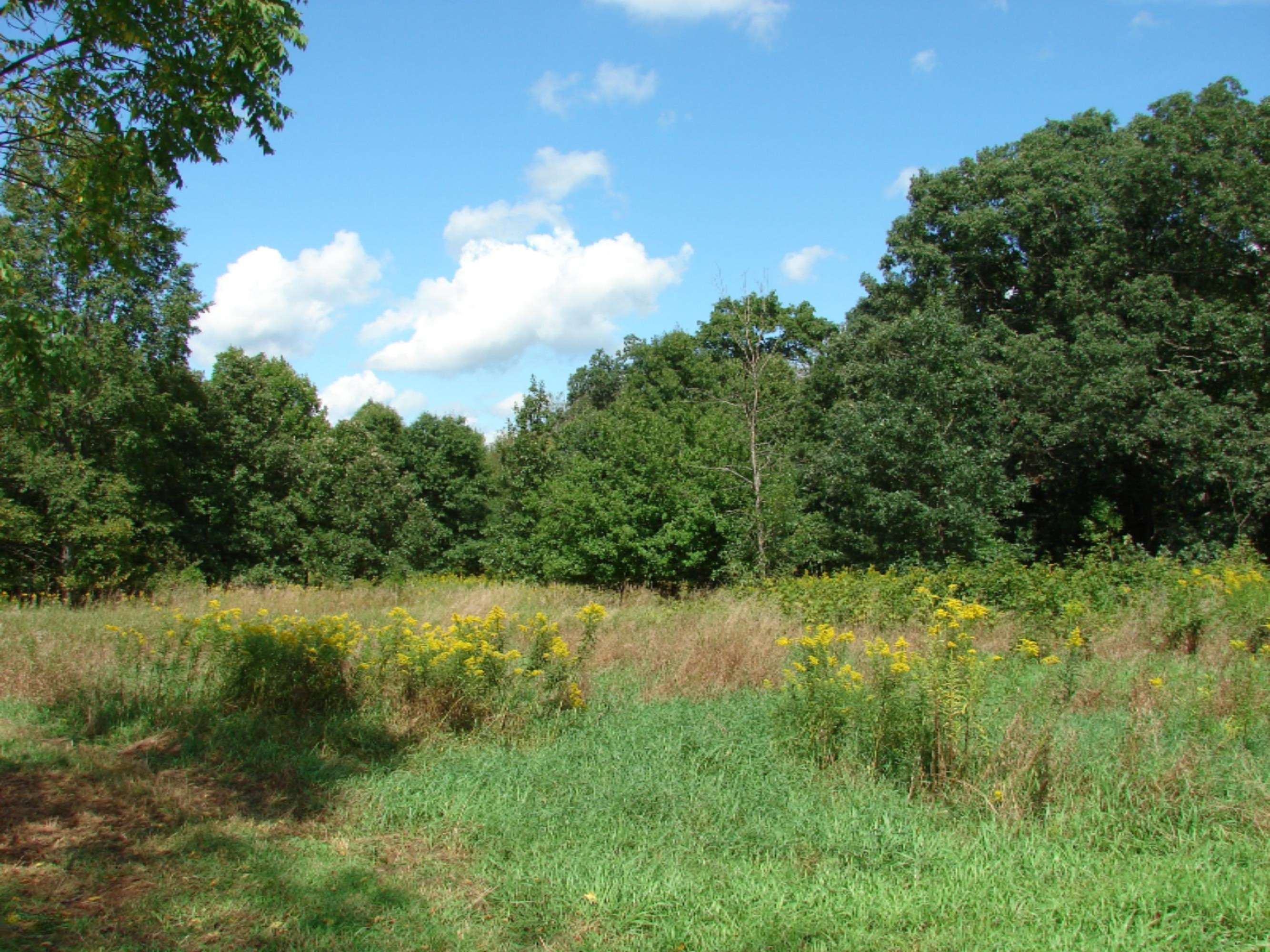 4991 Hicks Road Albion, MI 49224 - Photo 14 of 23 DSC07817