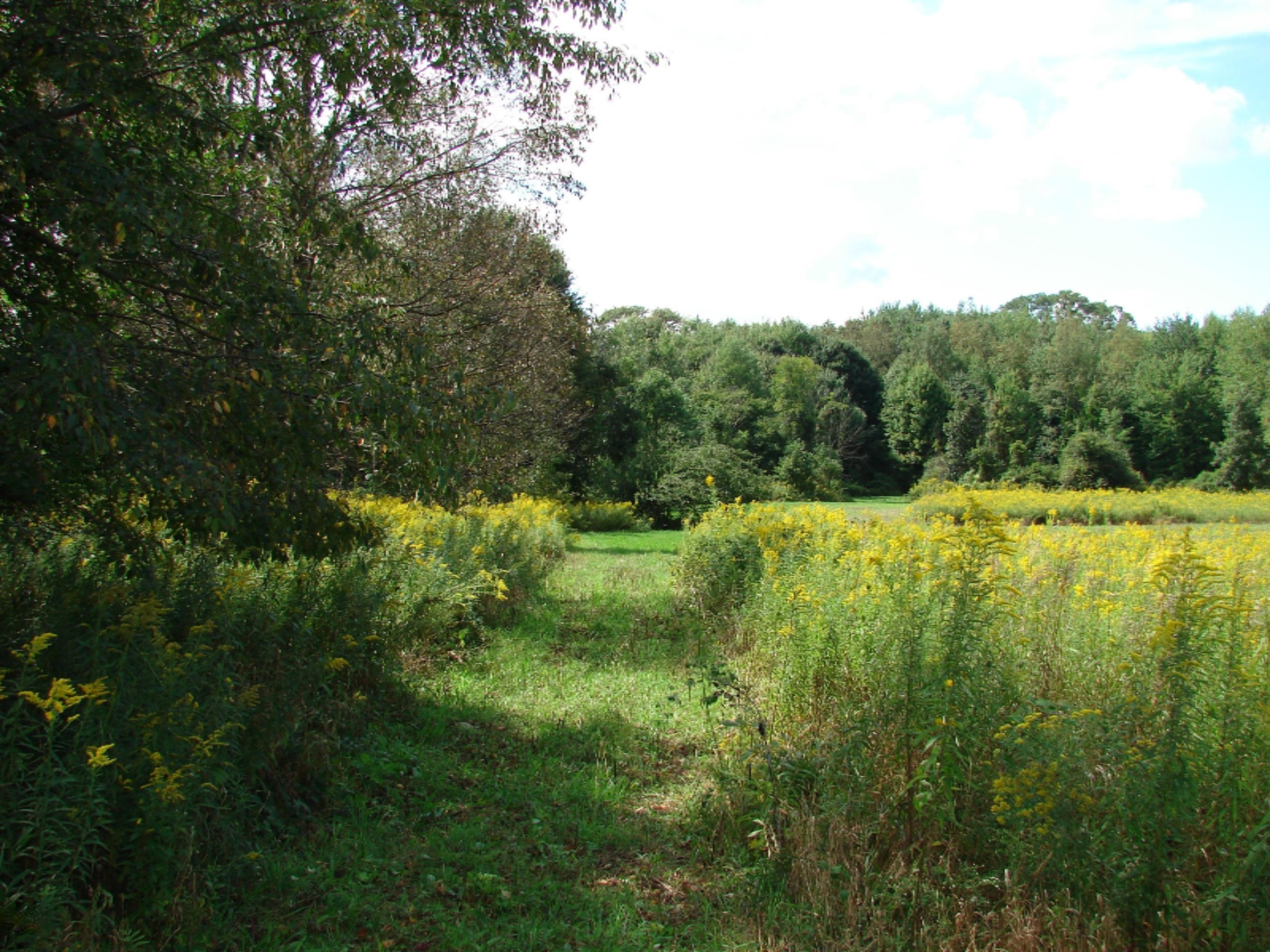4991 Hicks Road Albion, MI 49224 - Photo 15 of 23 DSC07818