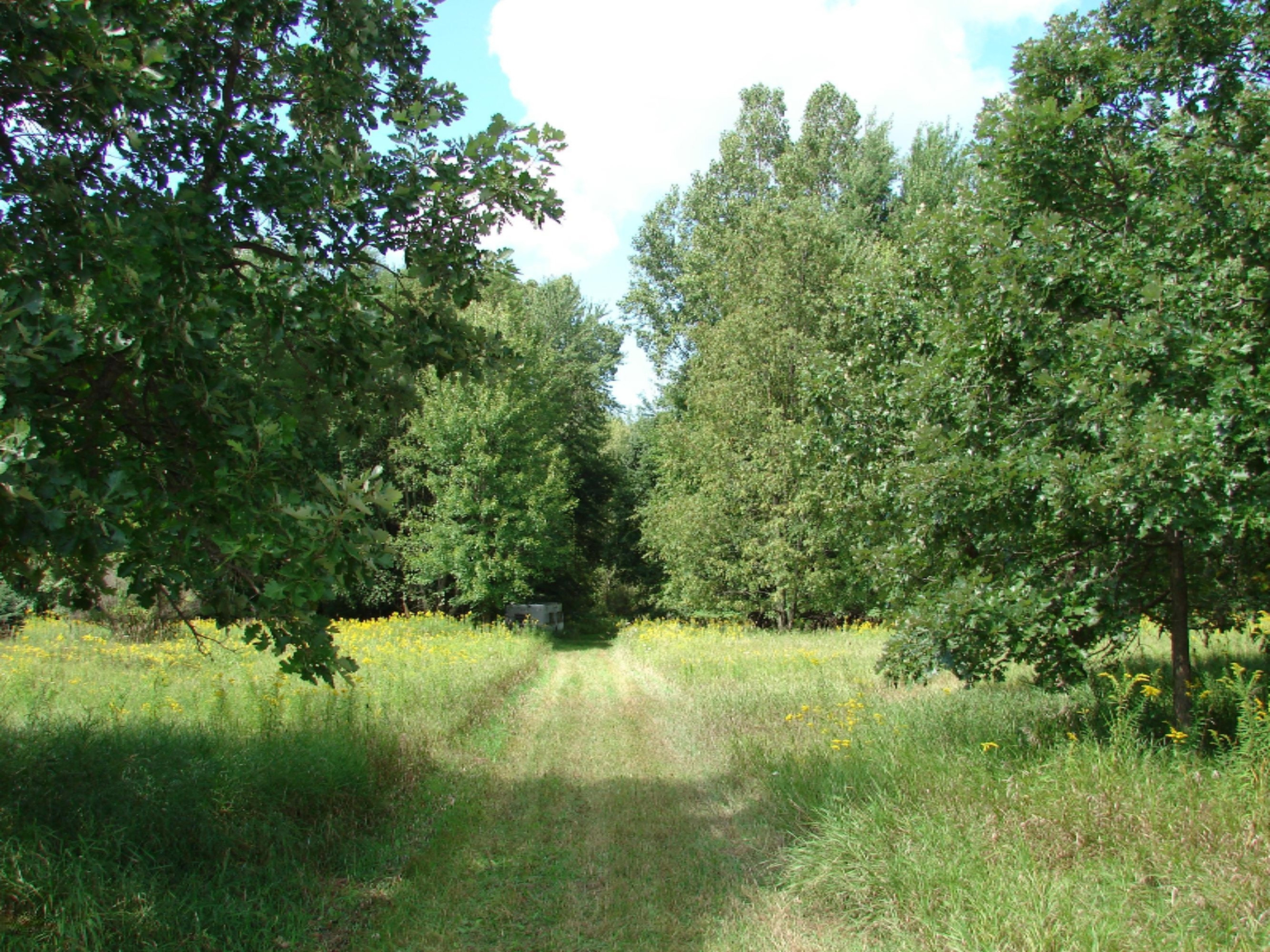4991 Hicks Road Albion, MI 49224 - Photo 16 of 23 DSC07820