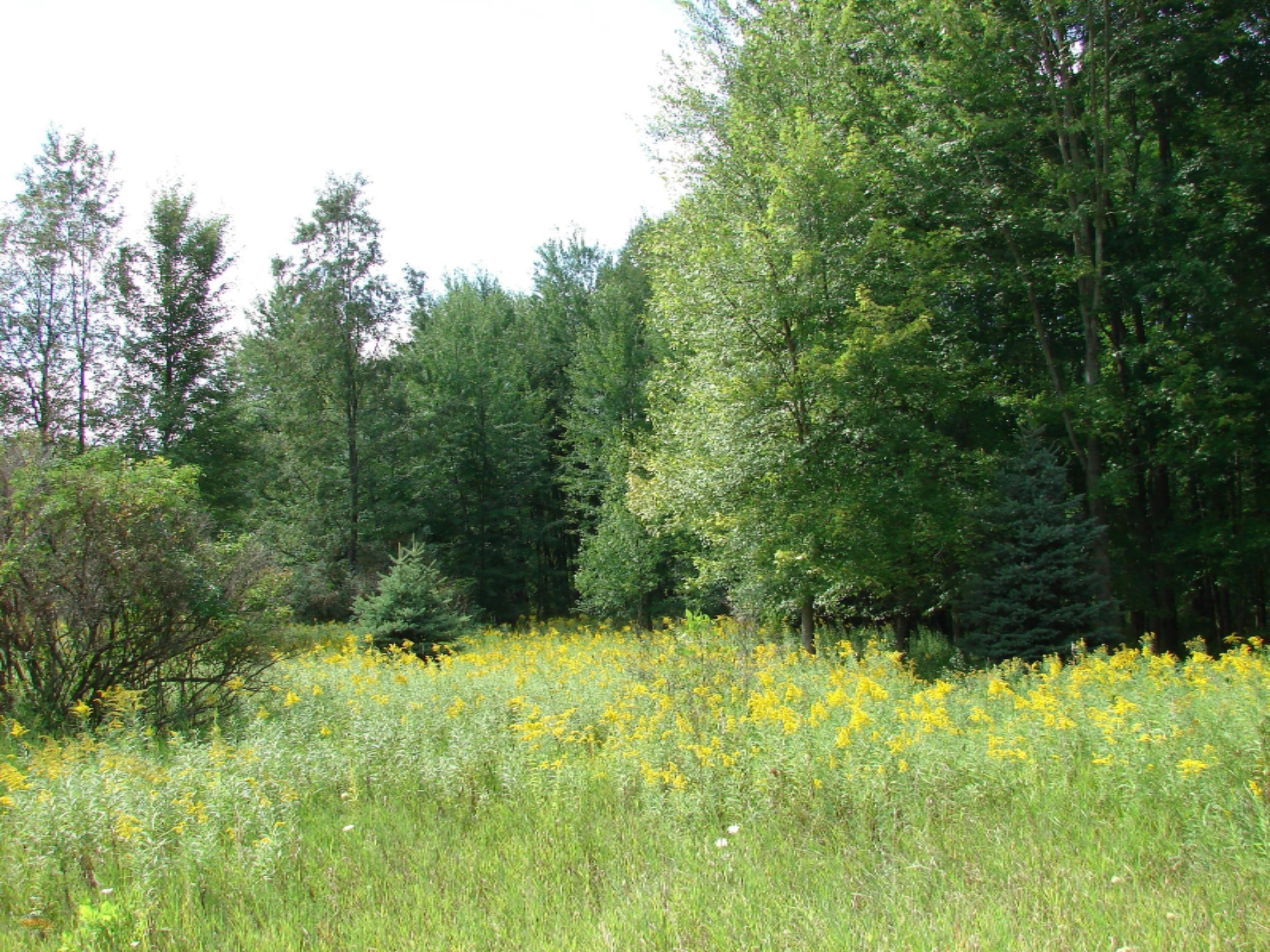 4991 Hicks Road Albion, MI 49224 - Photo 17 of 23 DSC07821