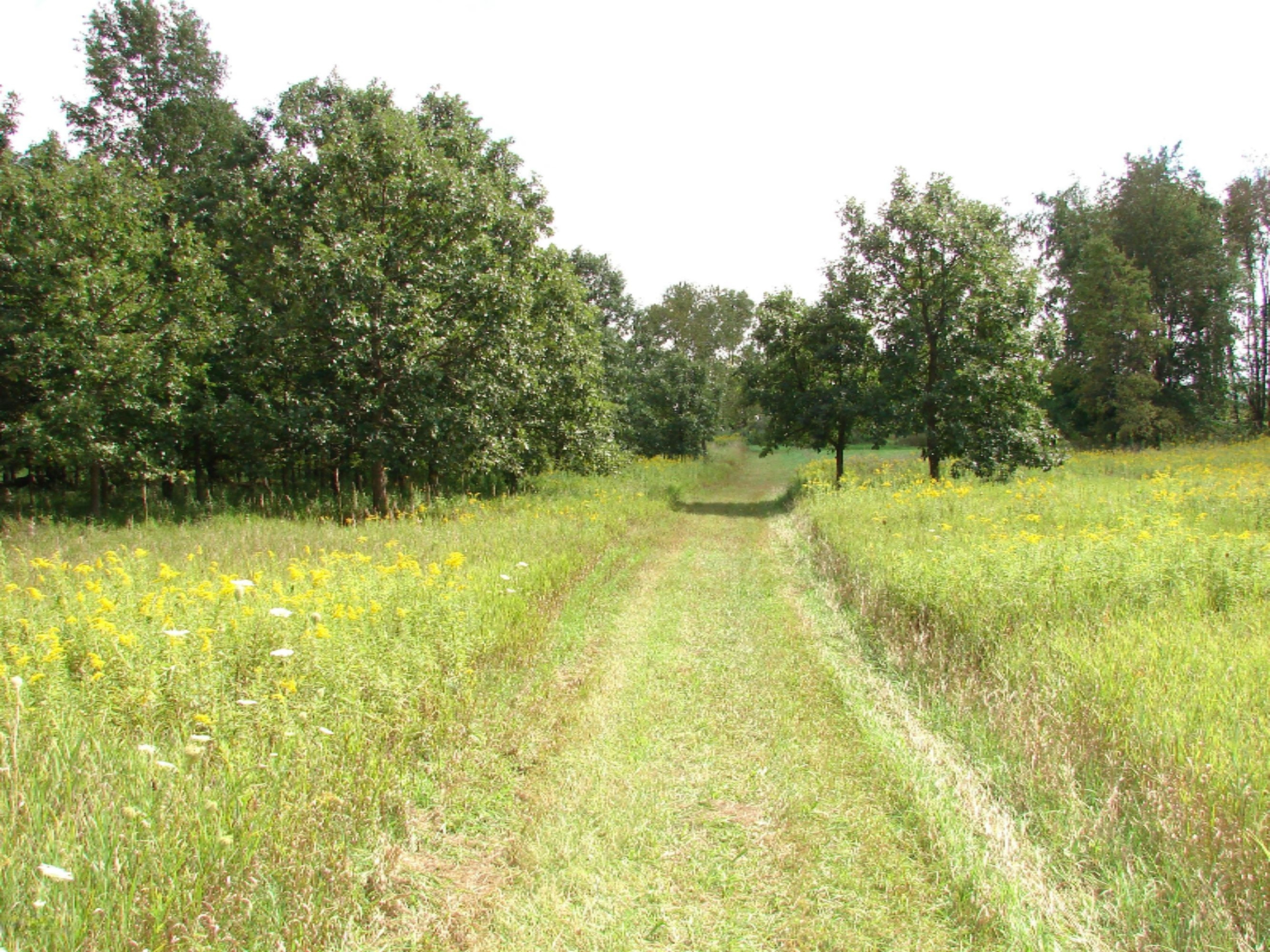 4991 Hicks Road Albion, MI 49224 - Photo 18 of 23 DSC07822
