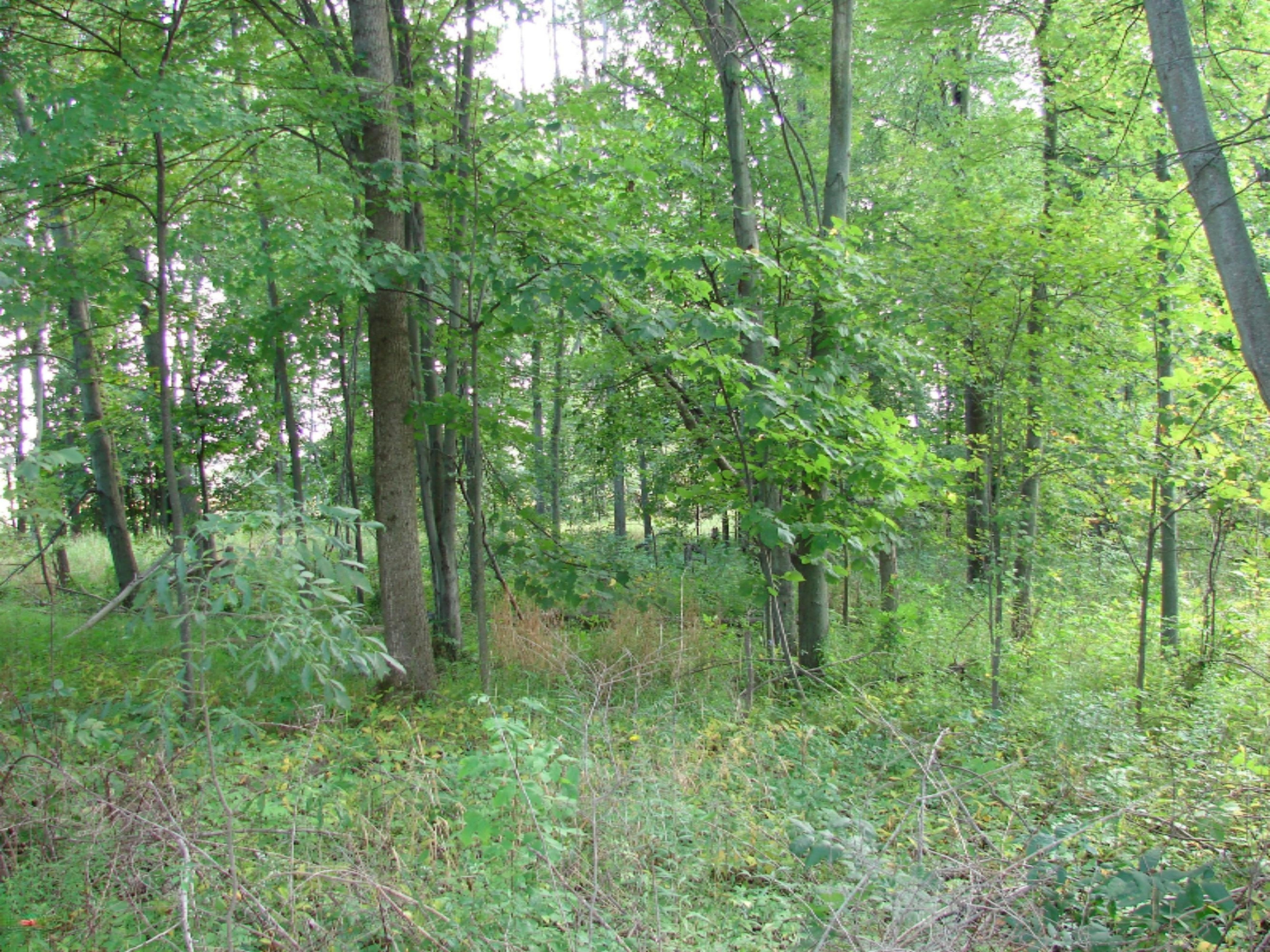 4991 Hicks Road Albion, MI 49224 - Photo 10 of 23 DSC07813