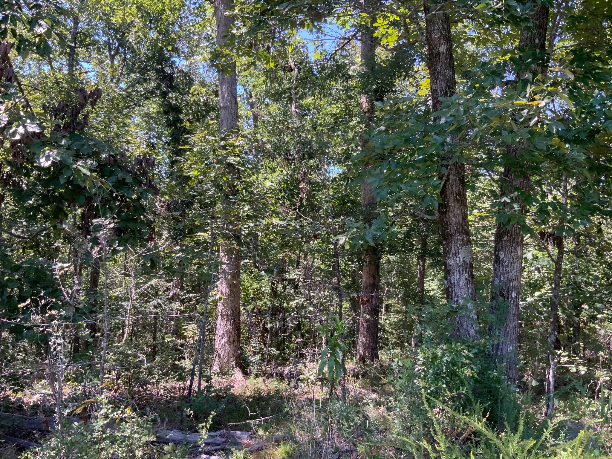 0 Streamside Drive Dover, TN 37058 - Photo 25 of 28 Gallery Image 25