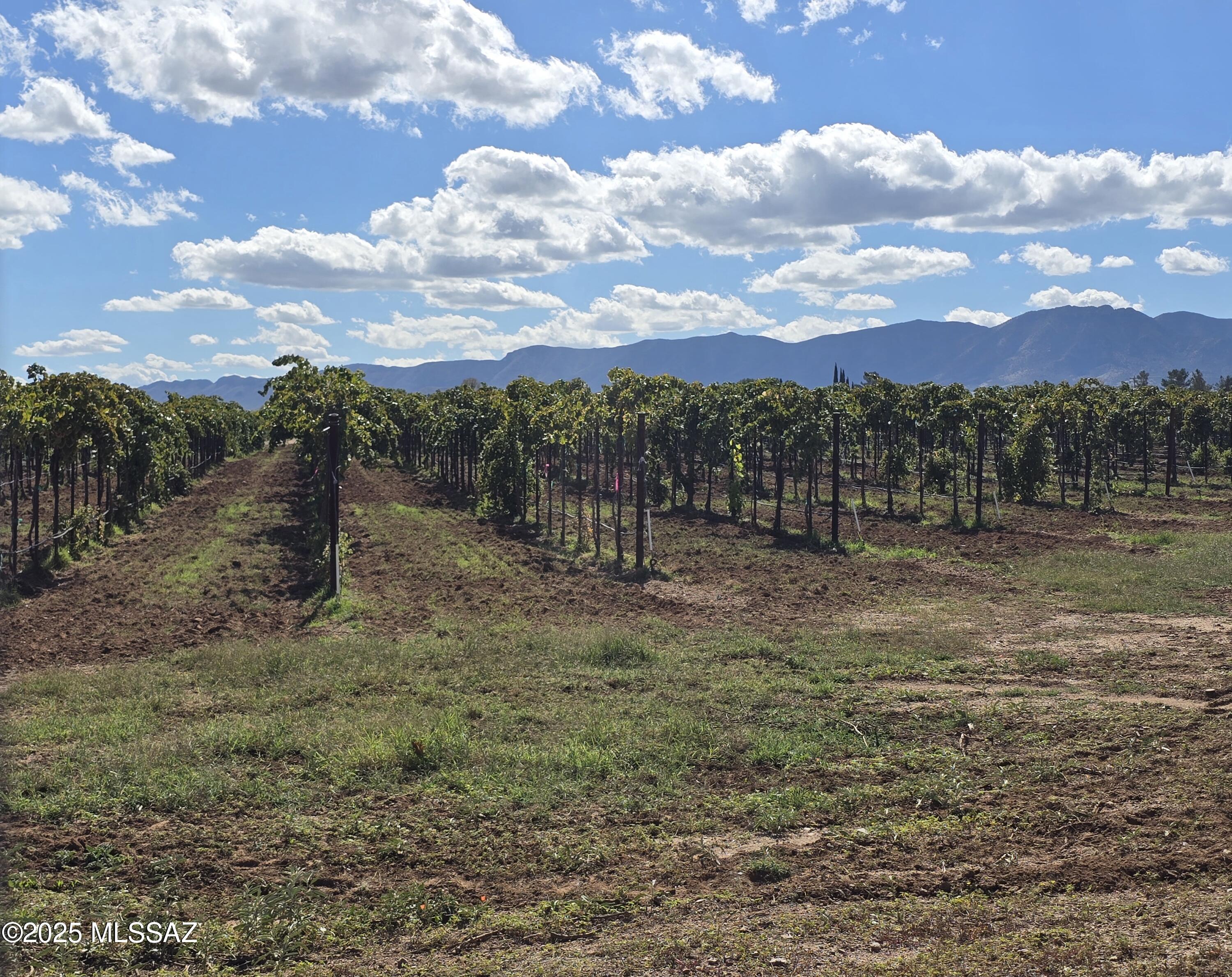 924 West Sahuaro Road Pearce, AZ 85625 - Photo 30 of 30 Vineyards