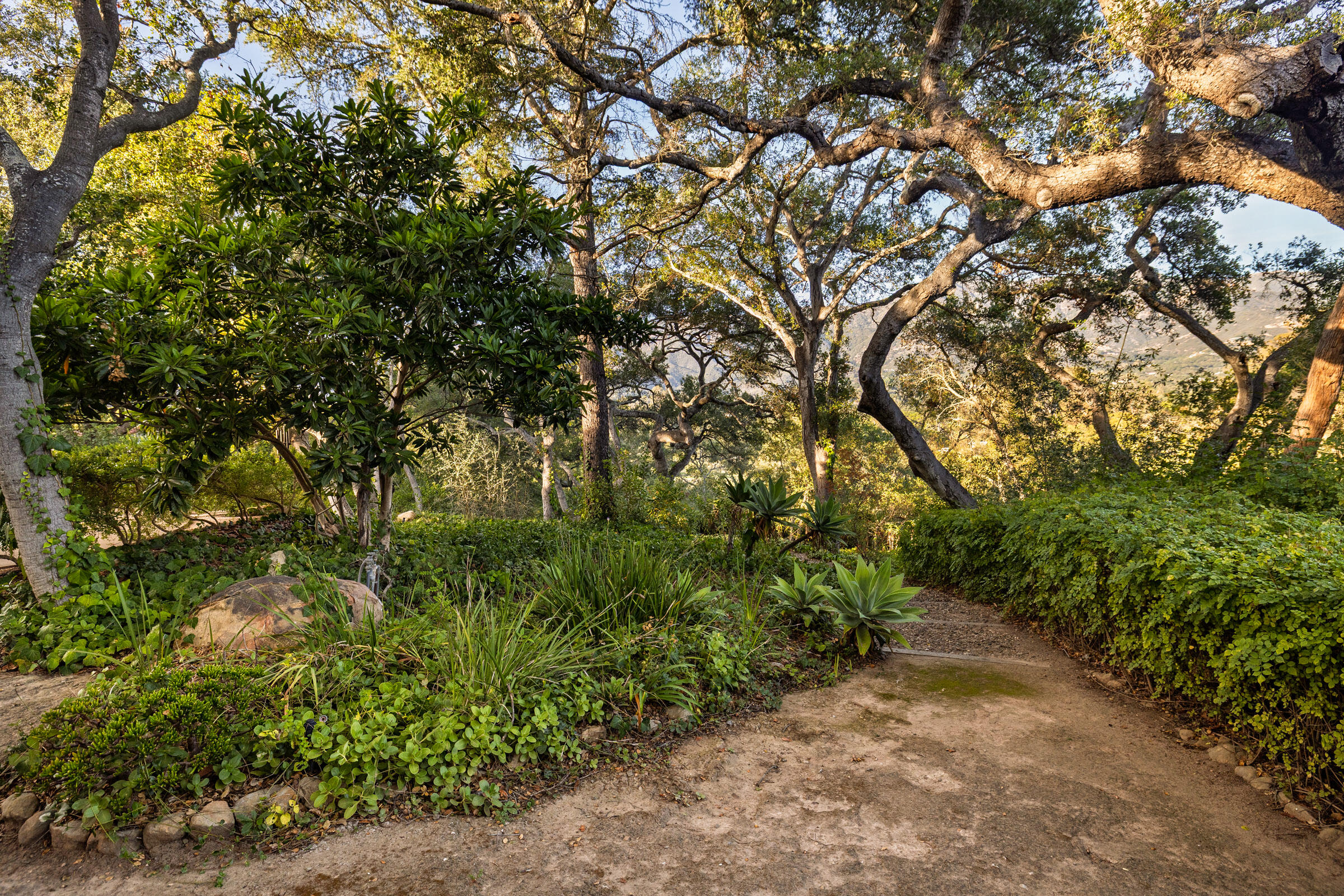 937 Arcady Road Montecito, CA 93108 - Photo 12 of 32 a view of a plants with a tree