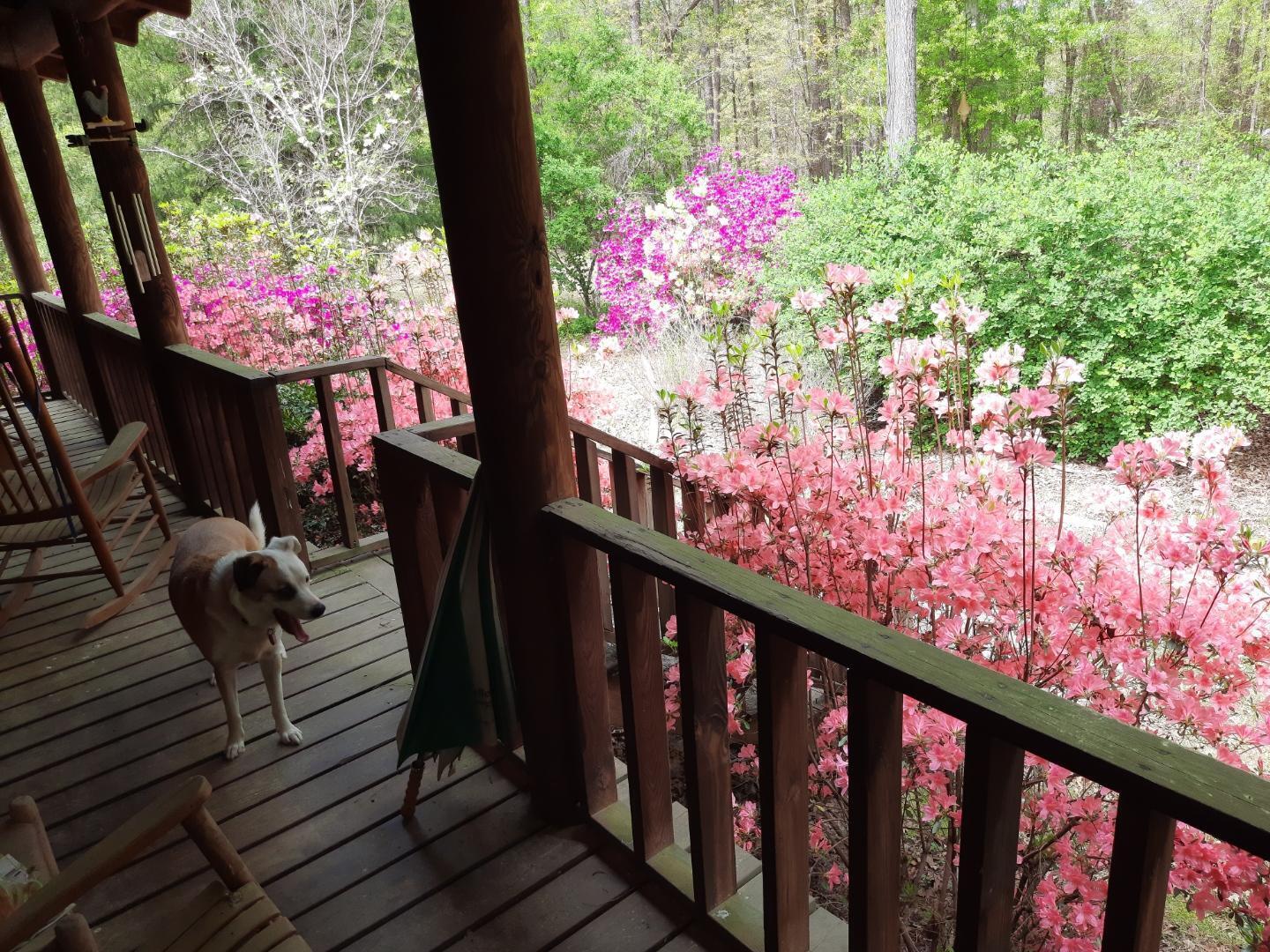 4225 Whitaker Road Harlem, GA 30814 - Photo 3 of 11 Front porch 2