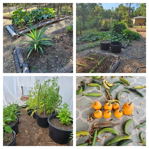a view of a backyard with couches and potted plants