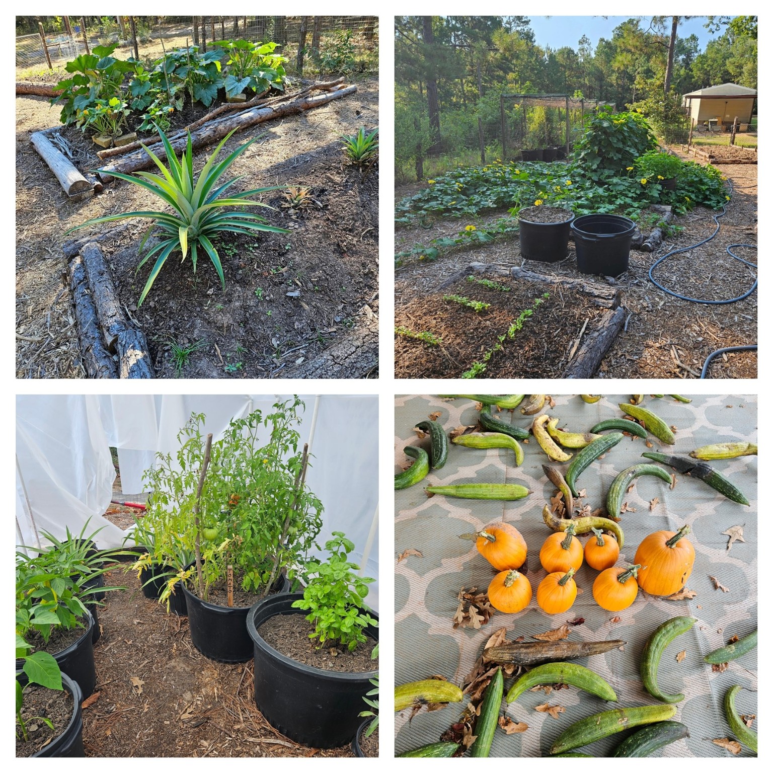 a view of a backyard with couches and potted plants