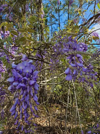 a picture of flowers