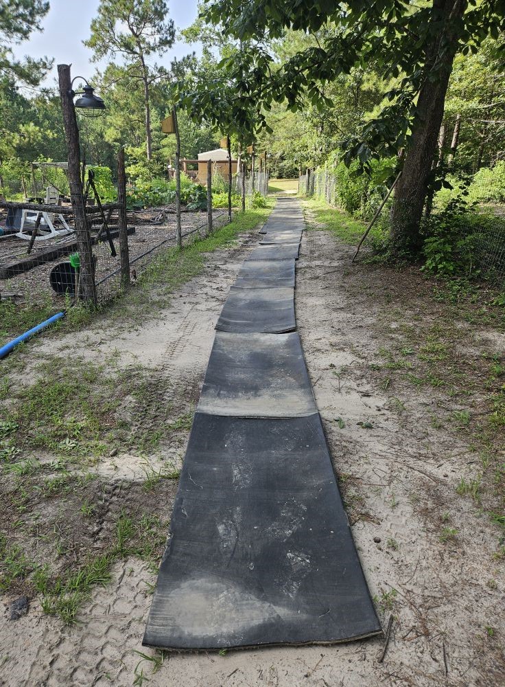 391 Deer Country Road Chester, TX 75936 - Photo 6 of 15 a view of a yard with plants and trees