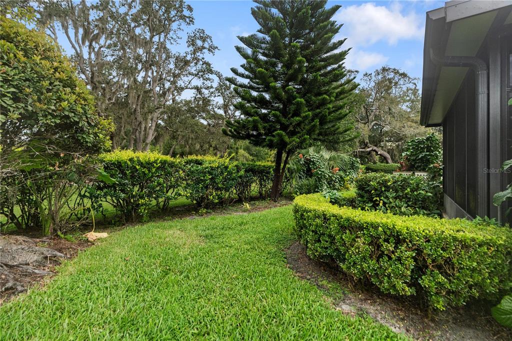 11719 Rose Tree Drive New Port Richey, FL 34654 - Photo 36 of 51 a view of a garden with a tree