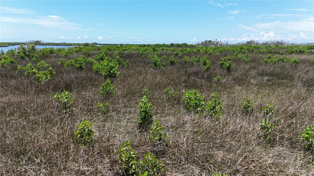 12301 The Salt Crystal River Crystal River, FL 34429 - Photo 10 of 36 a view of a bunch of trees and bushes