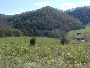 483 Kyle Valley Road Eidson, TN 37731 - Photo 5 of 5 Photo 5