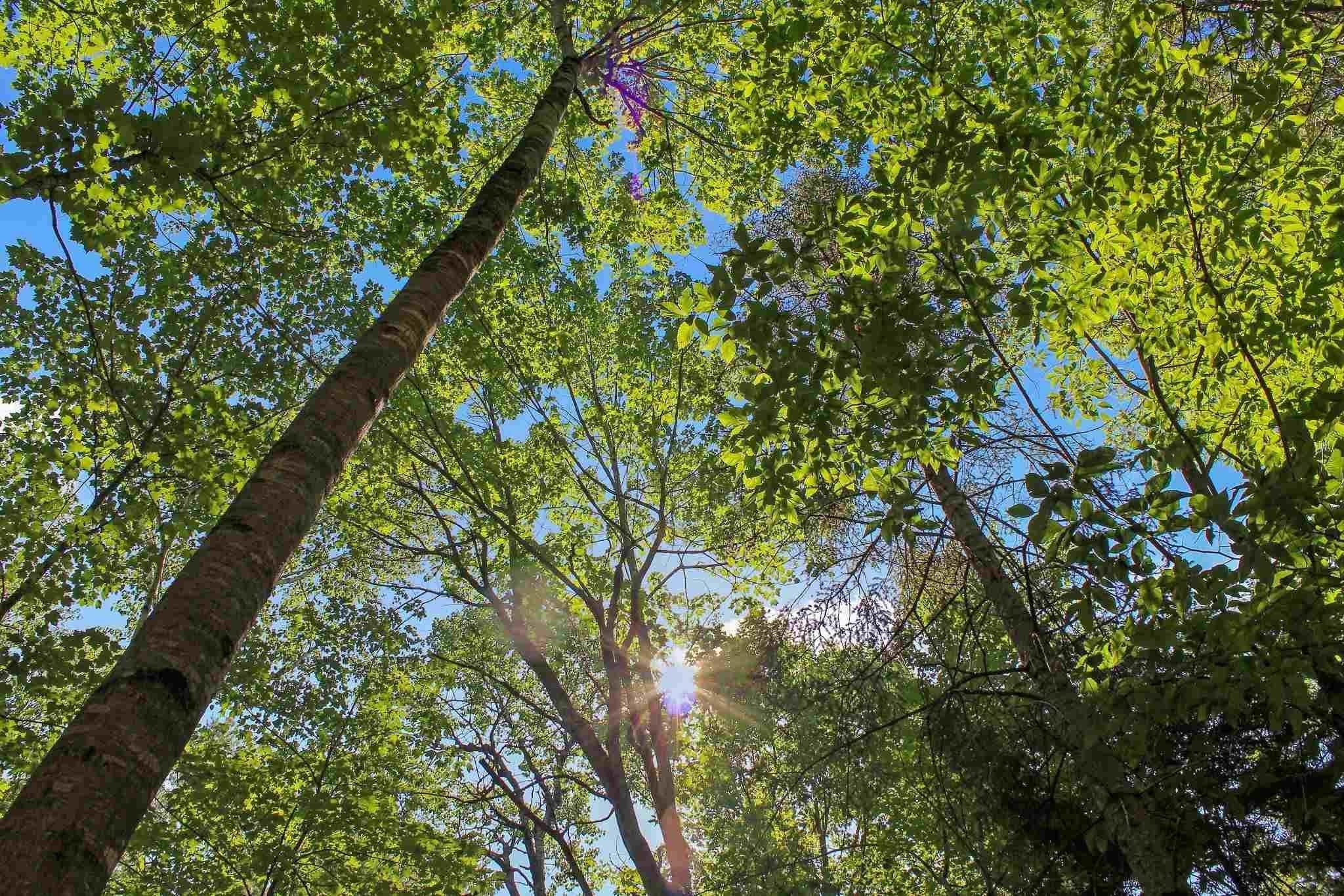 4 John Terrace Ossipee, NH 03864 - Photo 4 of 4