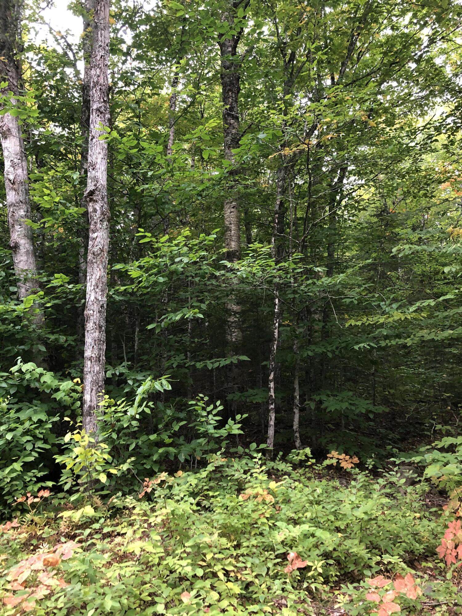 34 Edelheid Road Sandy River Plt, ME 04970 - Photo 2 of 4 IMG_1577