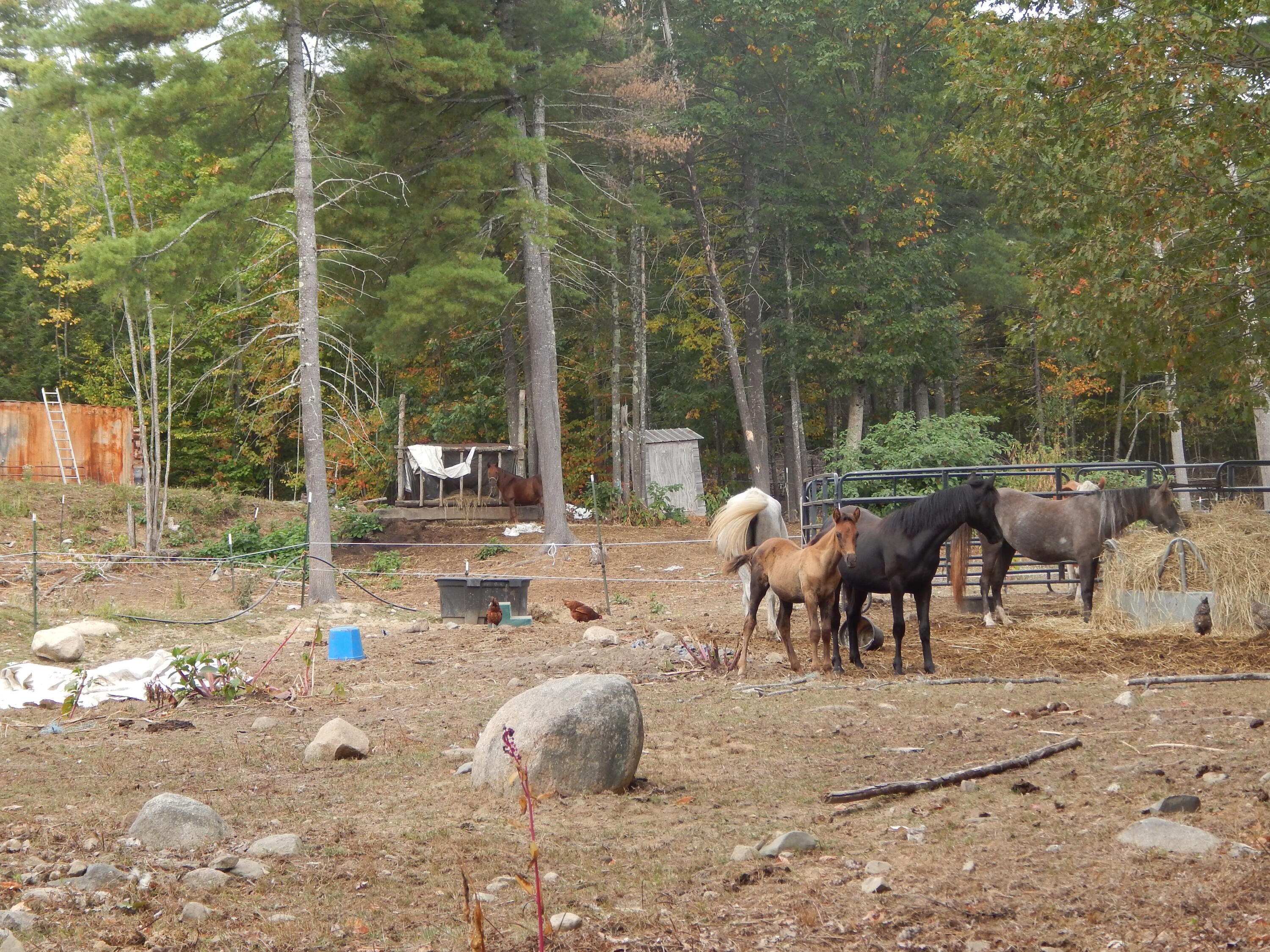 125 Corn Hill Road Brownfield, ME 04010 - Photo 37 of 38 DSCN9110