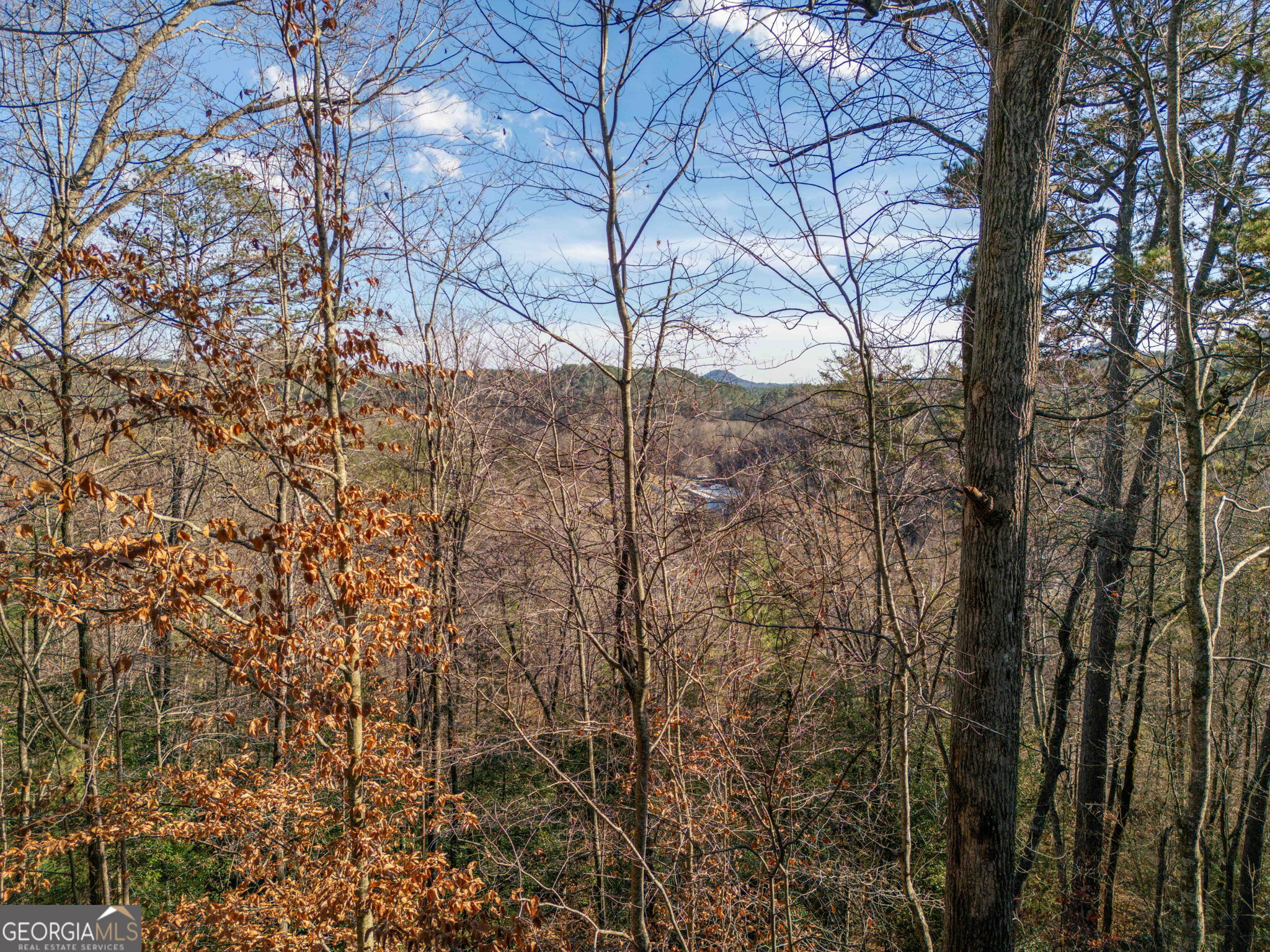 220 McConnell Court Helen, GA 30545 - Photo 35 of 37 a view of a forest filled with trees
