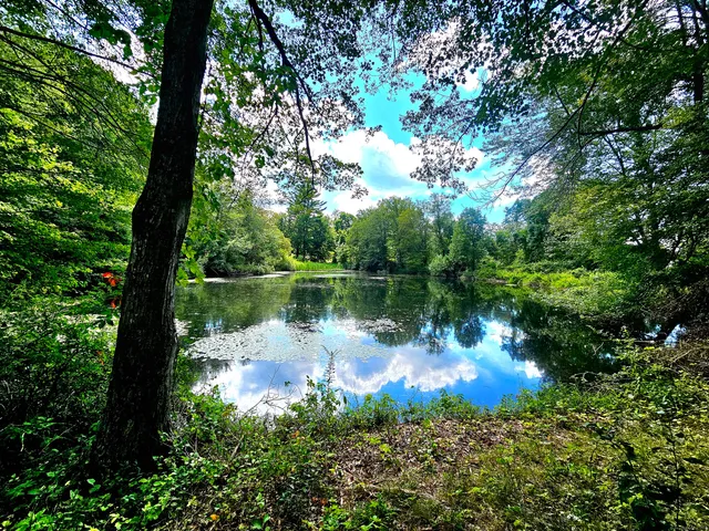 a lake view with a large trees