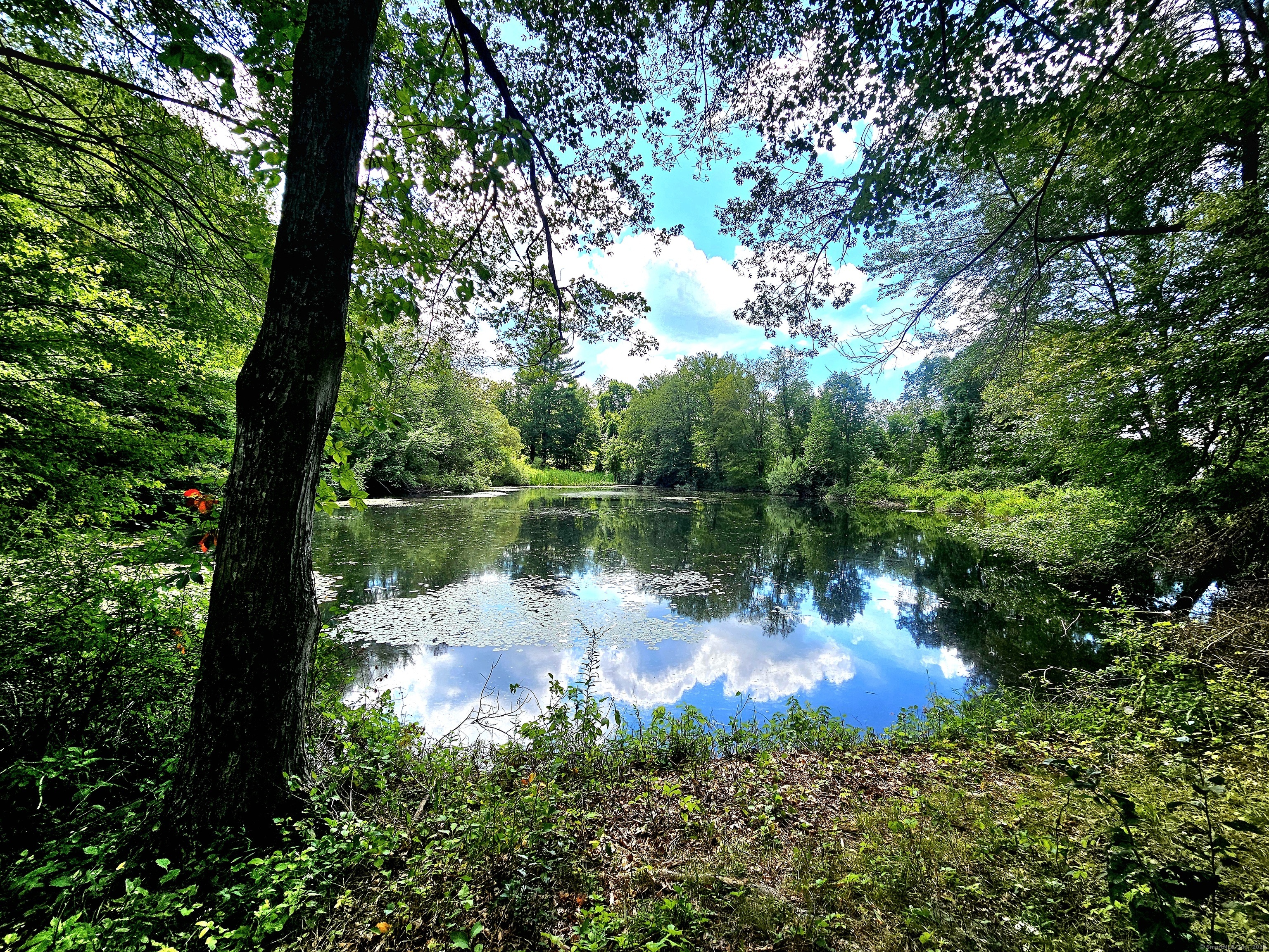 1415 North Road Killingly, CT 06241 - Photo 4 of 20 a lake view with a large trees