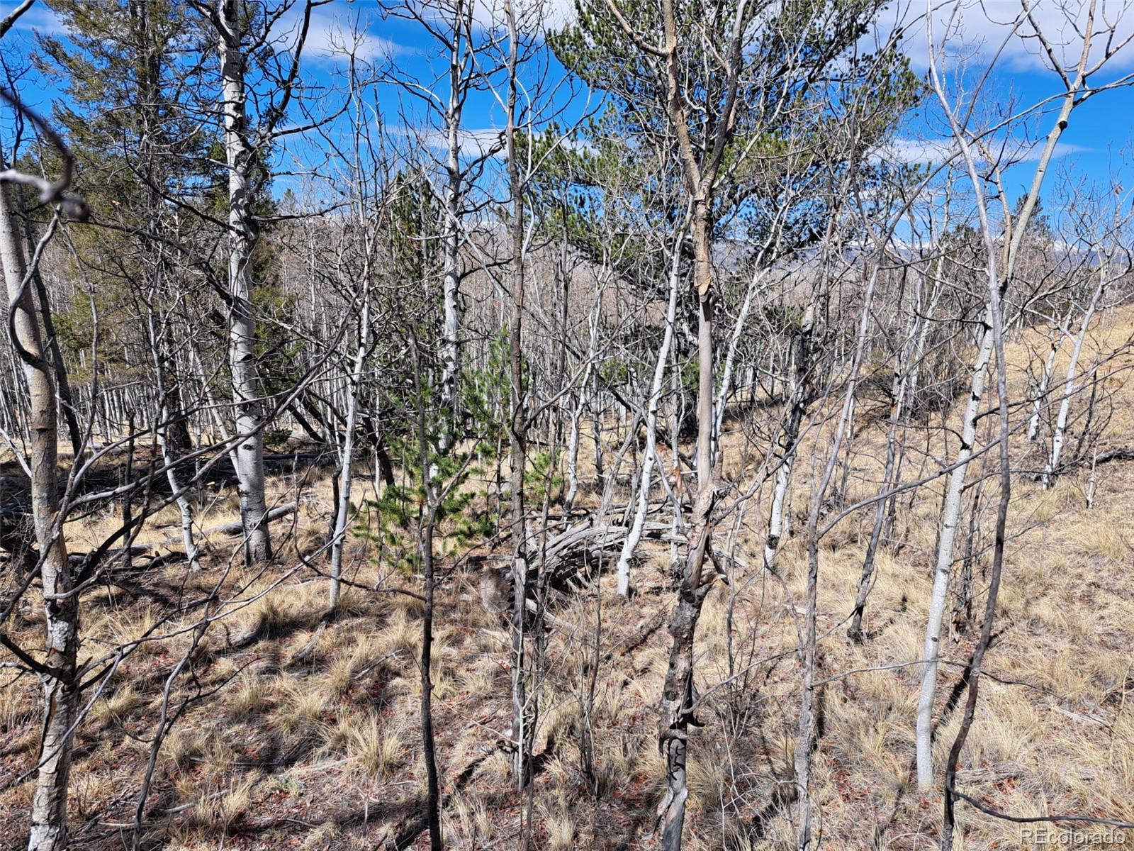 182 Starling Way Como, CO 80432 - Photo 25 of 37 a backyard of a house with lots of trees