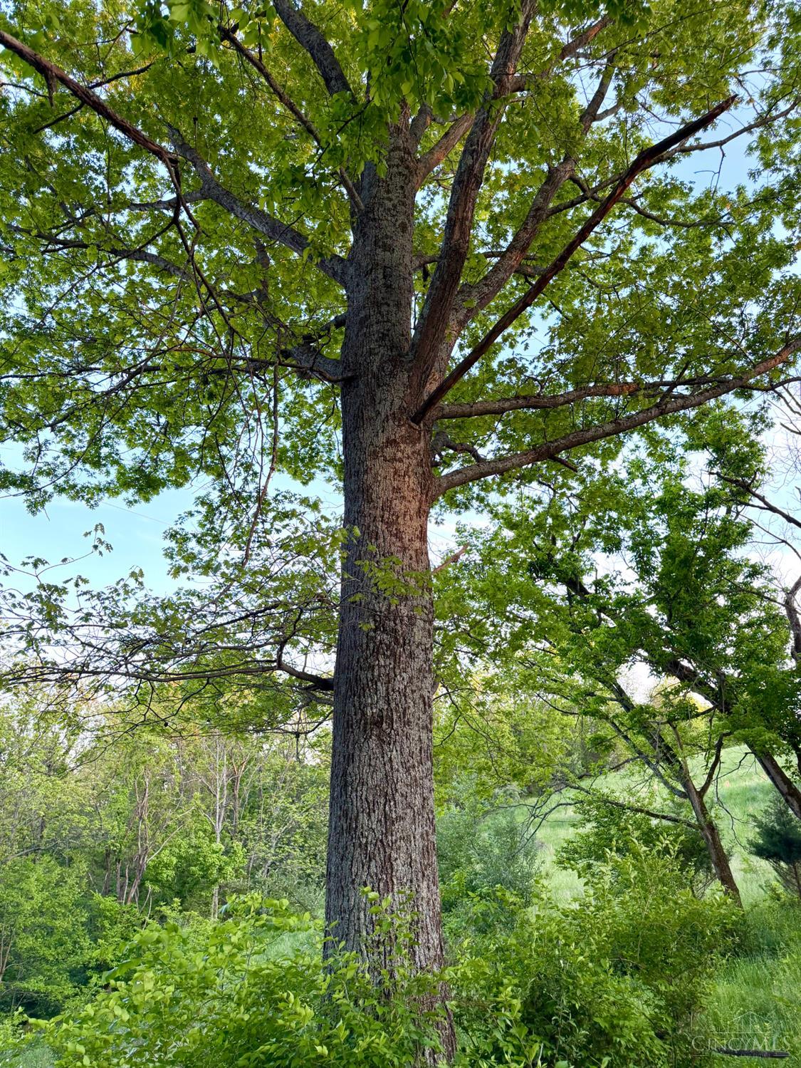 0 Maynard Road Ripley, OH 45167 - Photo 26 of 99