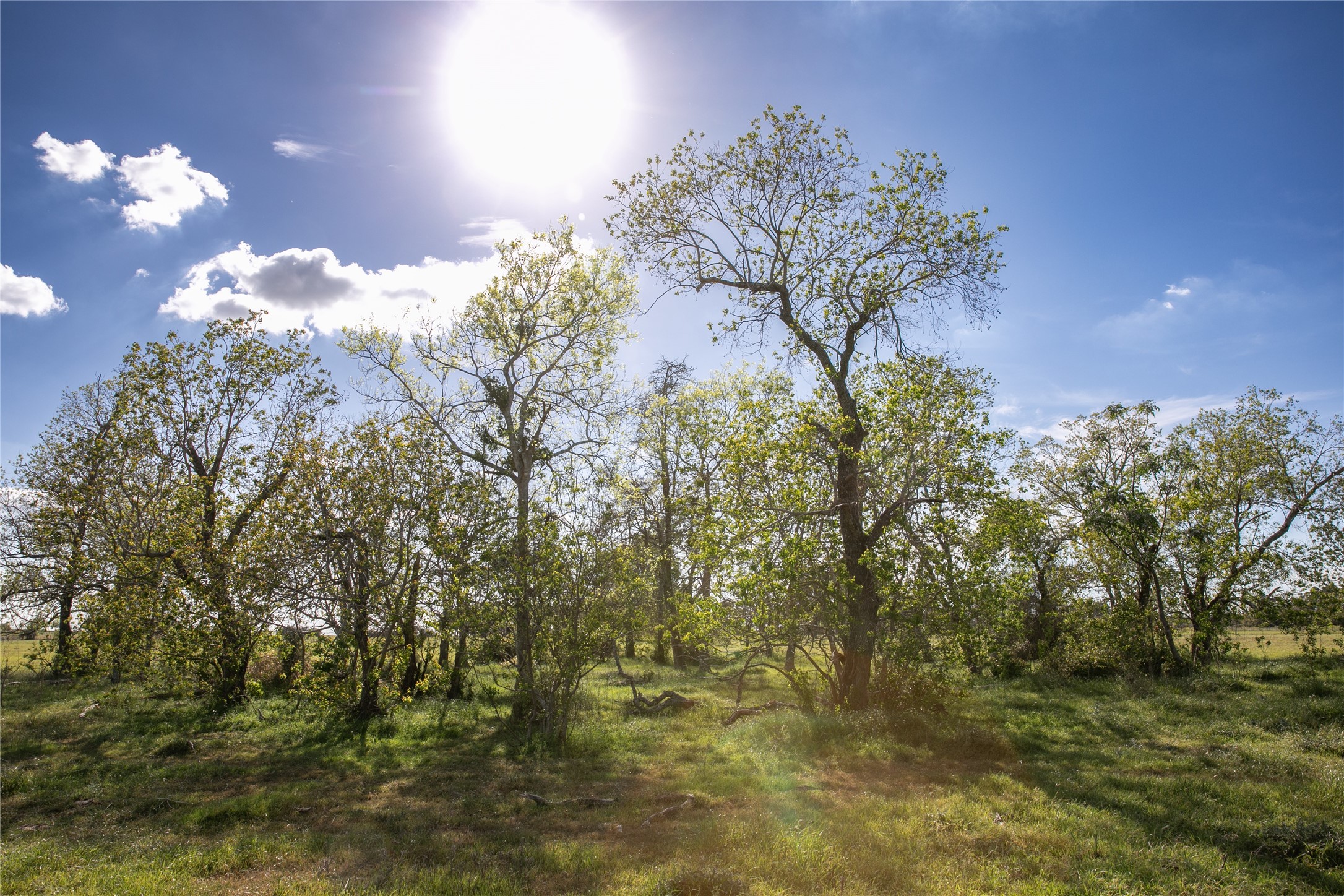 Tbd Trenckmann Road Sealy, TX 77474 - Photo 12 of 14 a backyard of a house with lots of green space