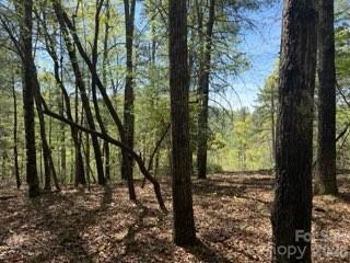 0 Green River Road Zirconia, NC 28790 - Photo 3 of 27 a view of a forest with trees