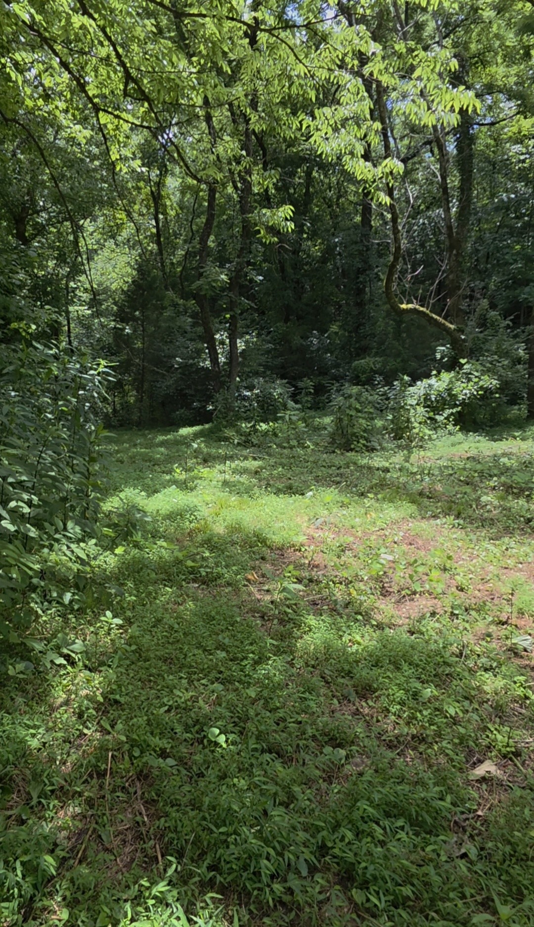 0 Rock Springs Road Ethridge, TN 38456 - Photo 12 of 22