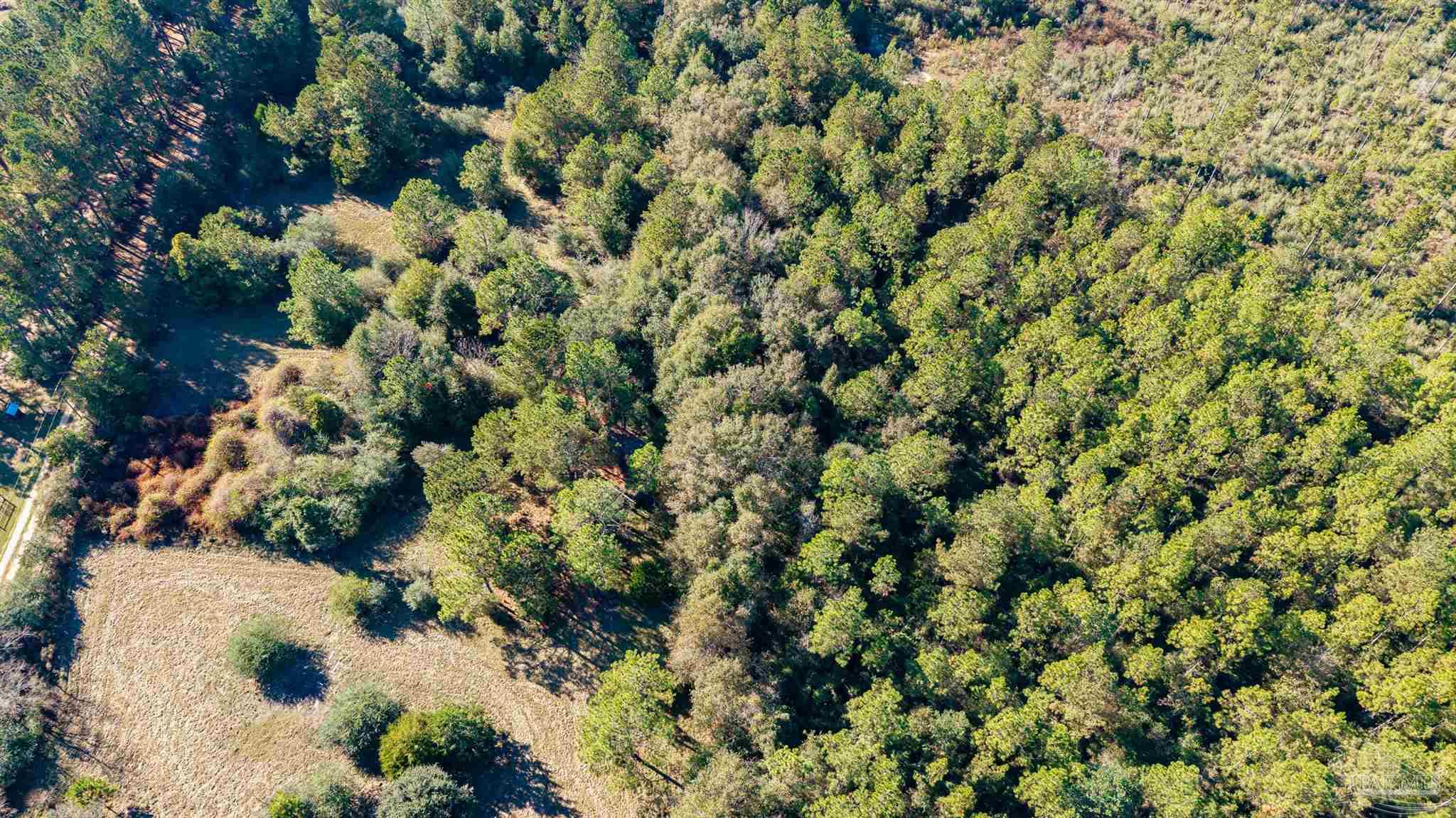 1756 Jacks Branch Road Cantonment, FL 32533 - Photo 27 of 29 a view of a tree