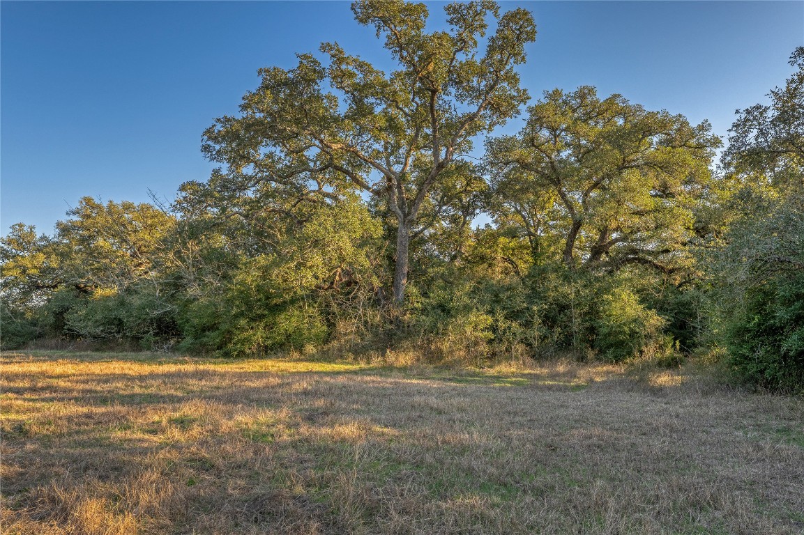 0 William Penn Road Washington, TX 77880 - Photo 3 of 10 a view of yard with large trees