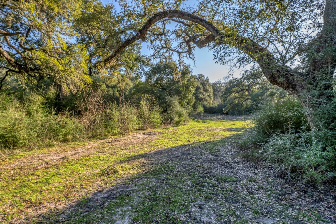 0 William Penn Road Washington, TX 77880 - Photo 5 of 10 a view of a yard with a tree