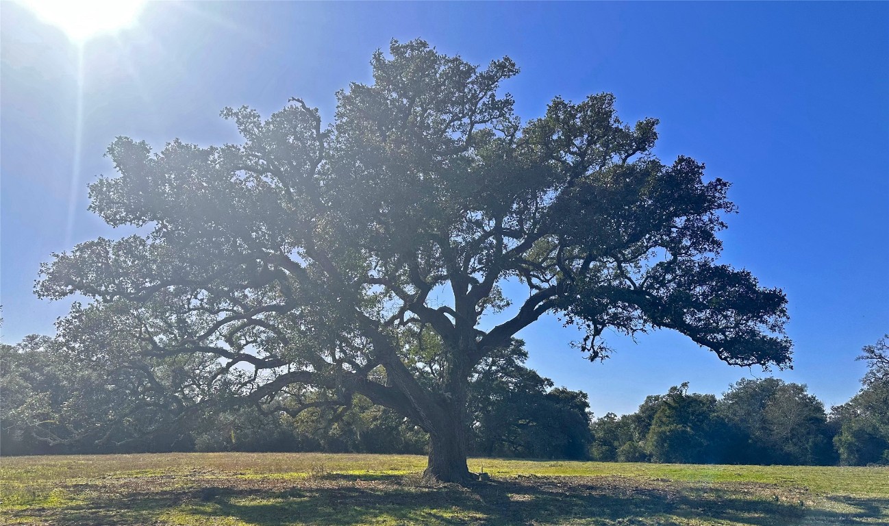 0 William Penn Road Washington, TX 77880 - Photo 7 of 10 a view of a field with an trees