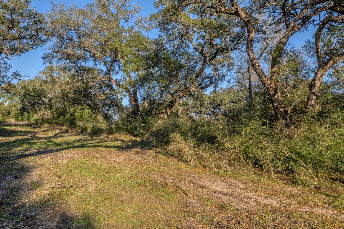 0 William Penn Road Washington, TX 77880 - Photo 8 of 10 a view of a yard with a tree