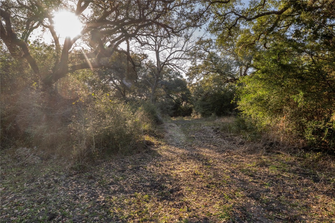 0 William Penn Road Washington, TX 77880 - Photo 10 of 10 a view of a forest with trees in the background