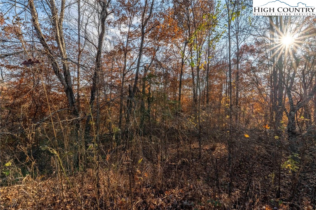 Lot 51 Redbud Circle Butler, TN 37640 - Photo 26 of 31 a view of forest
