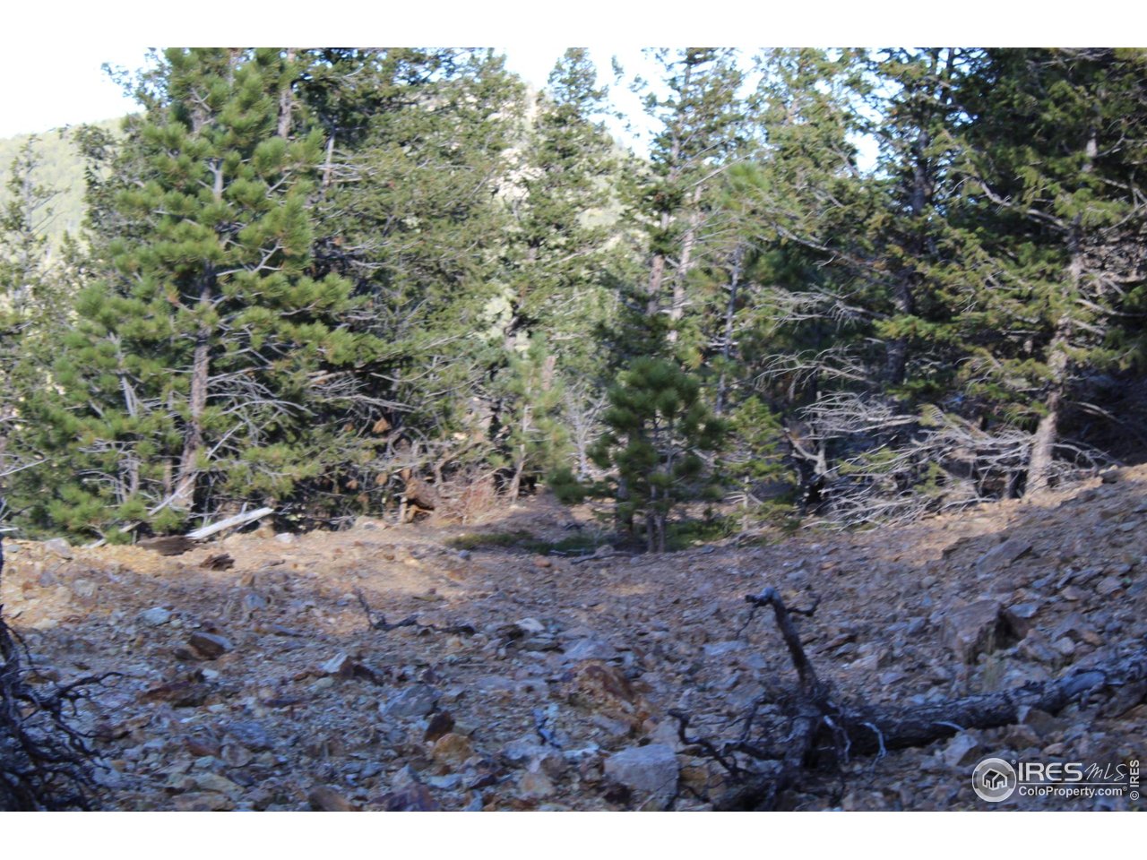 0 Pennsylvania Gulch Road Boulder, CO 80302 - Photo 13 of 18 a view of a yard with a tree